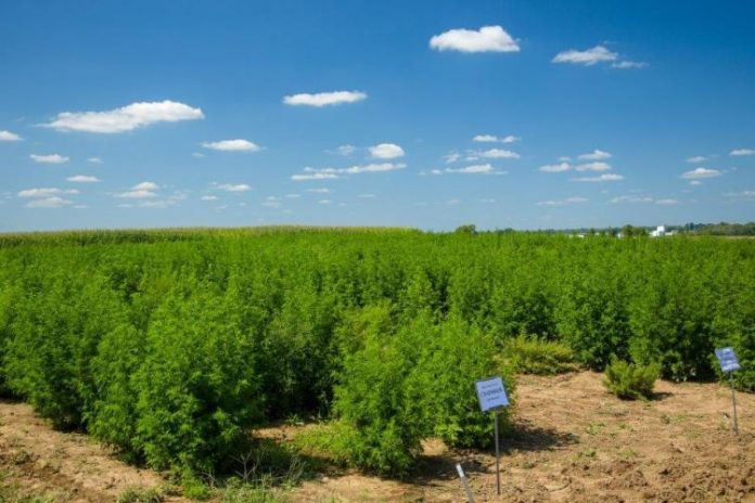 plant fights malaria