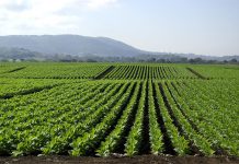 Woman sentenced to 60 months for crop insurance fraud tobacco