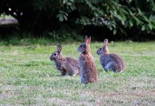 Rabbit hemorrhagic disease found in Ohio domestic rabbits rabbits