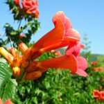 Fall planting season is here for vines, trees trumpet creeper
