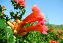 Fall planting season is here for vines, trees trumpet creeper
