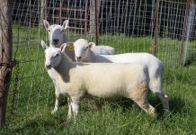 Diversity to highlight shepherd’s sheep symposium Weisend sheep cheviots