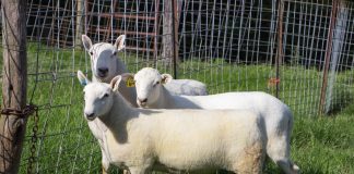 Weisend sheep cheviots
