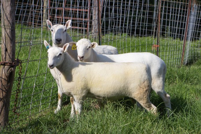 Weisend sheep cheviots Weisend sheep cheviots