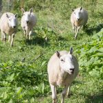 Apply now for Sheep Heritage Scholarship Weisend sheep flock
