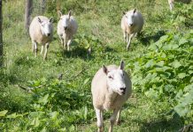 Pasture parasites a huge concern for sheep, goat producers Weisend sheep flock