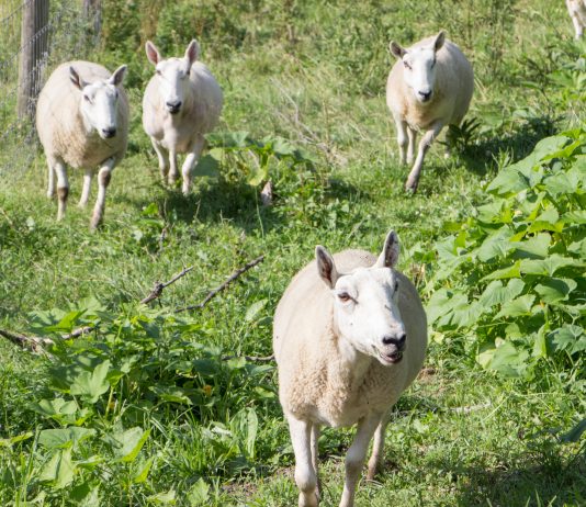 Weisend sheep flock