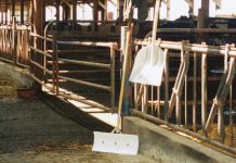 Dairy exodus: Ohio has lost 172 dairy farms in 12 months empty dairy barn