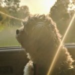 Animal instincts Kym Seabolt's dog, Jackson