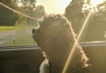 Dog days attitude Kym Seabolt's dog, Jackson