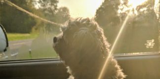 Dog days attitude Kym Seabolt's dog, Jackson