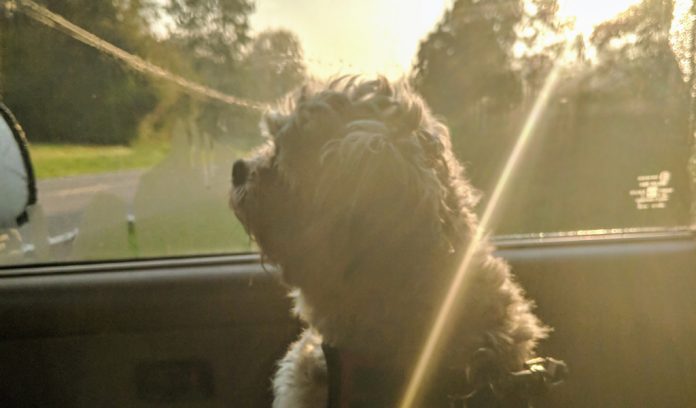 Kym Seabolt's dog, Jackson Kym Seabolt's dog, Jackson