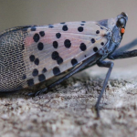 Spotted lanternfly