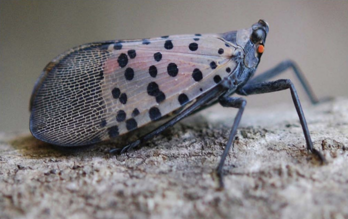 Spotted lanternfly Spotted lanternfly