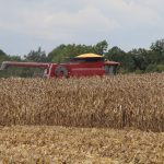 Western Corn Belt catching up A combine with a full bin of corn.