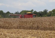 Western Corn Belt catching up A combine with a full bin of corn.