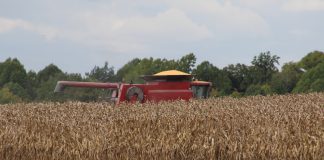 A combine with a full bin of corn.