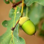 Oak survey shows white oak production is above average acorn