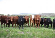 Ohioan tops KILE junior steer show cattle