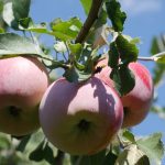 Homesteading provides a new appreciation of nature’s beauty crabapple