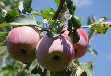 Homesteading provides a new appreciation of nature’s beauty crabapple