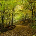 Take care of tree habitat by setting priorities forest