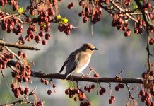 Birds as drunk as skunks make headlines cedar waxwing