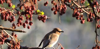 cedar waxwing