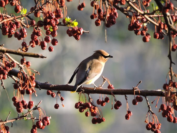 cedar waxwing cedar waxwing