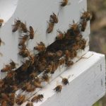 The bees are bouncing back bees on hive