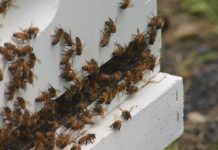 Low genetic diversity among US honey bees bees on hive