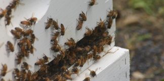 bees on hive