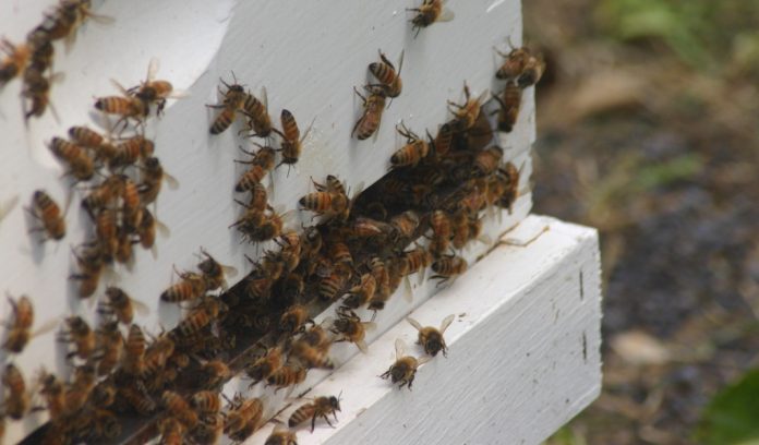 Bees on hive bees on hive