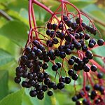 Buy Ohio native shrubs from Stark County SWCD elderberry
