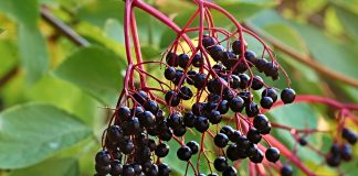 Buy Ohio native shrubs from Stark County SWCD elderberry