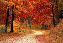 Fall: Memories and lessons of October fall