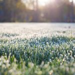 Beware of frost-damaged forages frost