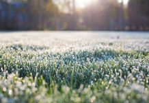 Beware of frost-damaged forages frost
