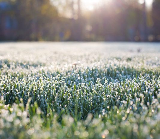 Start the grazing year right: Tips for healthier pastures and better performance frost