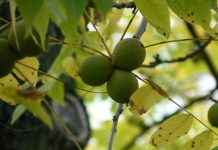 How to find nuts in Ohio during fall black walnut