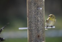 Feather replacement: It’s time to molt goldfinch