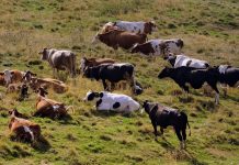 Farm chores made fun, with the help of boy’s dog, pony sidekicks dairy herd