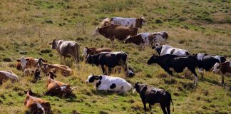 Farm chores made fun, with the help of boy’s dog, pony sidekicks dairy herd