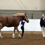 Clydesdale mare takes top prize at KILE draft show KILE draft