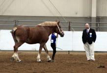 Clydesdale mare takes top prize at KILE draft show KILE draft