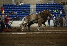 Draft horse teams pull to victory at Keystone KILE horse pull
