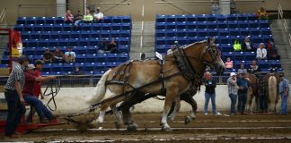 Draft horse teams pull to victory at Keystone KILE horse pull