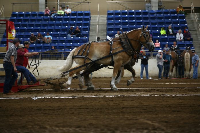 KILE horse pull KILE horse pull