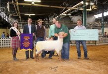 Sheep breeders compete at KILE KILE sheep