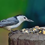 Feeder birds: Introducing the ‘social climbers’ nuthatch